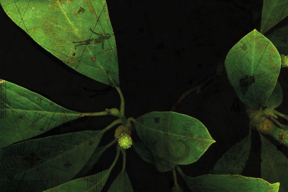 Bild: Eva-Maria Lopez: Phyto-Travellers